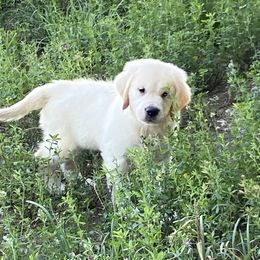 Boy 2 - Light golden Golden Retriever puppy in Allendale, Michigan from Teresa Stevens