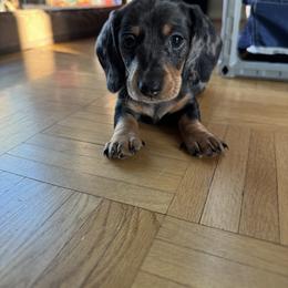 Dachshund Puppies from R & M Dachshunds