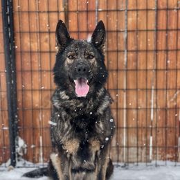 Echo - German Shepherd