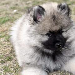 Keeshond Puppies from Anna Boehringer
