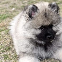 Keeshond Puppies from Anna Boehringer