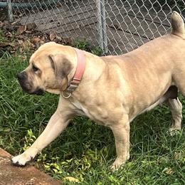 Fila - Boerboel