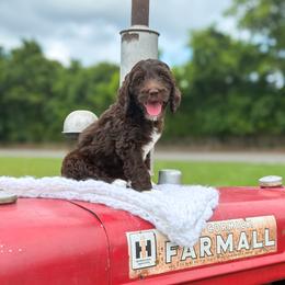 Louis (Green Collar) - Chocolate male Goldendoodle puppy in Bell Buckle, Tennessee from Precious Puptown Doodles