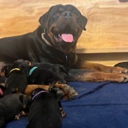 Rottweilers from House of Blu