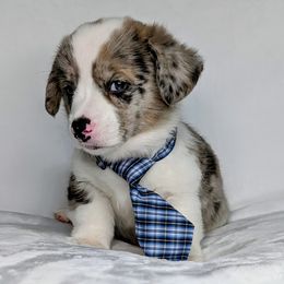 Merle aka Blue - Blue merle and white male American Corgi puppy in Clarksville, Tennessee from Cold Creek Family Farm LLC