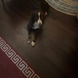 Beth - Australian Shepherd