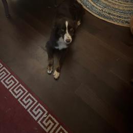 Beth - Australian Shepherd