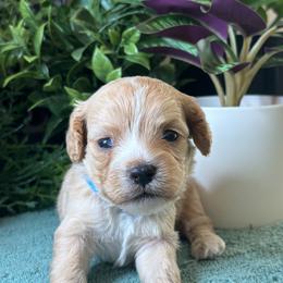 Aspen - Apricot male Cavapoo puppy in Grove, Oklahoma from Rocky Oak Cavaliers & Biewer Terriers LLC