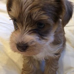 Yorkshire Terriers from Casa de Yorkies