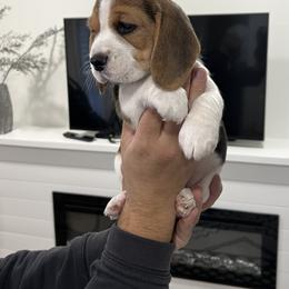 Girl 3 Brown - Beagle puppy from Banashko's Beagles