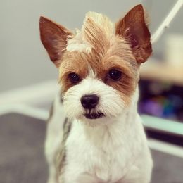 Poodles, Yorkipoos, and Yorkshire Terriers from All My Pooches