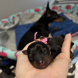 Girl 1 - Manchester Terrier puppy from Tango Kennels