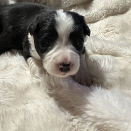 Noel - Black and white female Border Collie puppy in Lakeview, Michigan from Haven Creek Farm