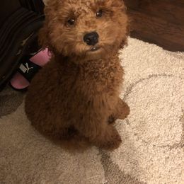 Poodle Puppies from Klaus Poodles