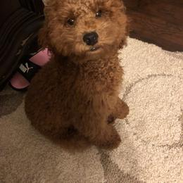 Poodle Puppies from Klaus Poodles