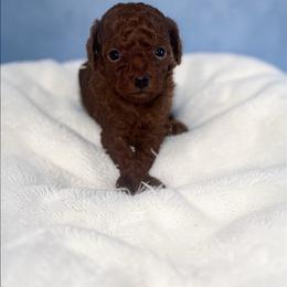 Noah - Red  male Poodle puppy in Okc, Oklahoma from Designer Poos By Diva
