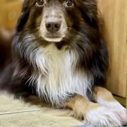 Deuce - Miniature Australian Shepherd