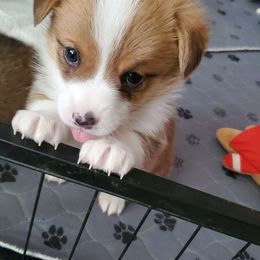 Romano - Pembroke Welsh Corgi puppy in New Mexico from Crystal's Pembroke Welsh Corgis