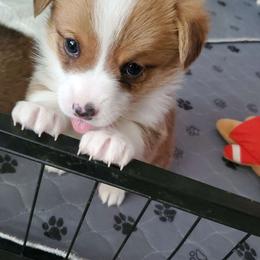 Romano - Pembroke Welsh Corgi puppy in New Mexico from Crystal's Pembroke Welsh Corgis