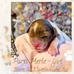 Parti Merle - Merle female Cockapoo puppy in Demorest, Georgia from Royal Cockapoo Playhouse