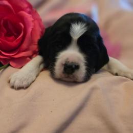 Blizzard - Black white and tan male English Springer Spaniel puppy in Cookeville, Tennessee from Krossroads Kennel