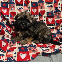 Girl 1 - Red brindle female Havanese puppy in Running Springs, California from Shadycove K9