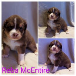 Girl 1 - Red Australian Shepherd puppy in Sanger, California from A&M Australian Shepherds