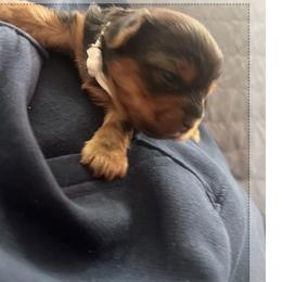 Yorkshire Terrier Puppies from Emilia Morales