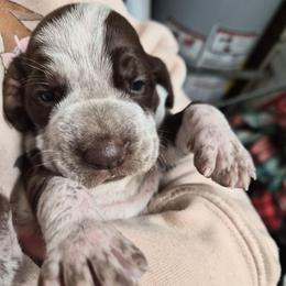 Noelle - White and chestnut female Bracco Italiano puppy in Silver Summit, Utah from Snow Peak Kennel