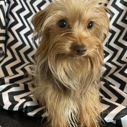 Tina - Yorkshire Terrier