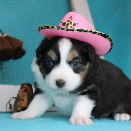Girl 1 - Black tri female Miniature American Shepherd puppy in Elgin, Oregon from LongMile Aussies