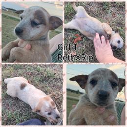 Girl 1 - Red speckled female Australian Cattle Dog puppy in Bradford, Arkansas from Cedar Rock Heelers and Kelpies