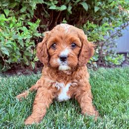 Maverick - Apricot male Cavapoo puppy in Pasco, Washington from Columbia Basin Puppies