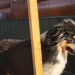 Lilly - Miniature Australian Shepherd