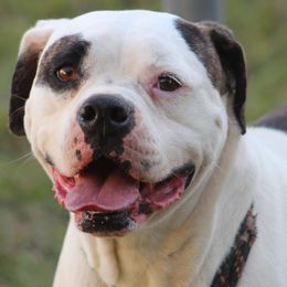 Angel - American Bulldog