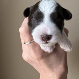 Bess - Parti female Miniature Schnauzer puppy in Hollywood, South Carolina from Lowcountry Dreams Schnauzers