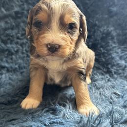 Milo - Sable male Bernedoodle puppy in Camden, Michigan from FurEver Friends Finder