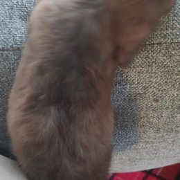 Dachshund Puppies from Nikas Baby Beanz LH Dachshunds