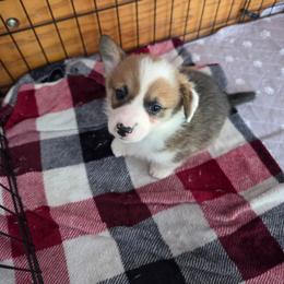 Grey collar - Red female Pembroke Welsh Corgi puppy in Fallon, Nevada from Fuzzy Butt Corgies