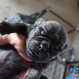 Harper - Black female Pug puppy in Madera, California from Hills Pugs