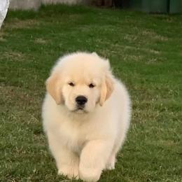 Golden Retriever Puppies from Dogwood Springs Golden Retrievers