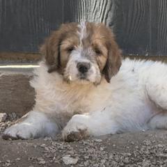 Piper - Orange and white female Saint Berdoodle puppy in San Antonio, Texas from Mammoth Doodles