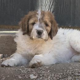Piper - Orange and white female Saint Berdoodle puppy in San Antonio, Texas from Mammoth Doodles