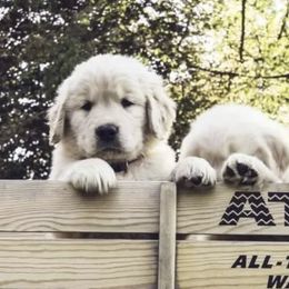 Golden Retrievers from Golden Glory