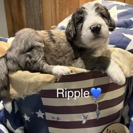 Ripple - Merle male Bernedoodle puppy in Coopersburg, Pennsylvania from Deutsch Hund Haus
