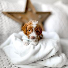 Mufasa - Red  male Goldendoodle puppy in Springville, Utah from Happy Doodle