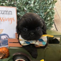 Jet - Black male Shih Tzu puppy in Claremont, California from Lovable Shih Tzus