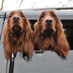 Irish Setters from Seafarer