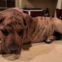 Great Dane Puppies from Lentz Great Danes