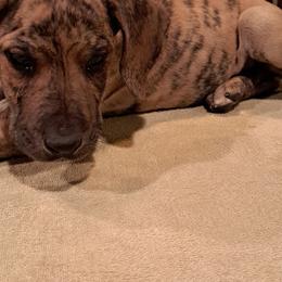 Great Dane Puppies from Lentz Great Danes